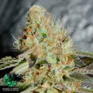 World of Seeds Legend Collection Afghan Kush Special