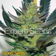 Expert Seeds Afghan Skunk