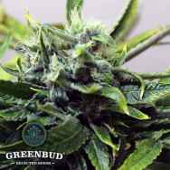 Greenbud Seeds Afghan Storm AUTO