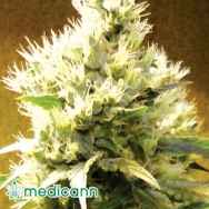 Medicann Seeds Afghani