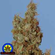 BC Big Bang (Next Generation Seed Company) :: Cannabis Strain Info