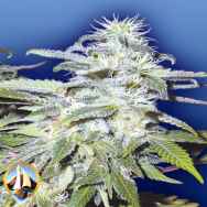 Flying Dutchmen Seeds Afghanica