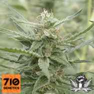 710 Genetics Seeds AK-107