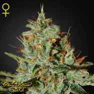 Green House Seeds Alaskan Ice