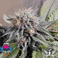 Dank Genetics Seeds Aliens On Fire