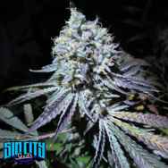 SinCity Seeds Aliens On Moonshine