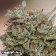 SnowHigh Seeds Allusion OG