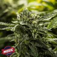 Moxie Seeds Alpine Cookies