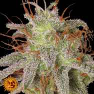 Barneys Farm Seeds Amnesia Lemon