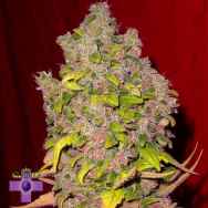 Gage Green Seeds Amethyst