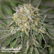 Humboldt Seed Organization Amherst Sour Diesel