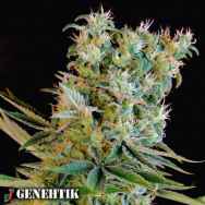 Genehtik Seeds Amnesia Bilbo