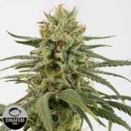 Dinafem Seeds Amnesia CBD