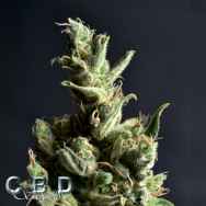 CBD Seeds Amnesia