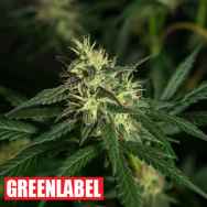 Green Label Seeds Amnesia