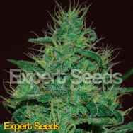 Expert Seeds Amnesia Haze AUTO