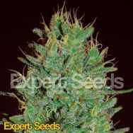 Expert Seeds Amnesia Haze