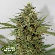 Garden of Green Seeds Amnesia Lemon Pie