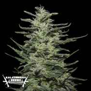 Kalashnikov Seeds Amnesia Molotov