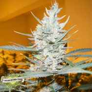 Cream of the Crop Seeds Amphetamine Auto