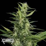 Kalashnikov Seeds Amur Giant AUTO