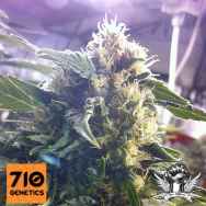 710 Genetics Seeds Andromina