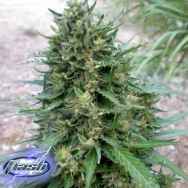 Flash Autoflowering Seeds Annapurna