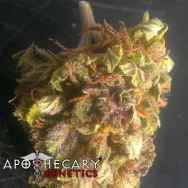 Apothecary Genetics Seeds Ape Berry OG