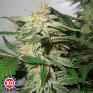 303 Seeds Apex Kush