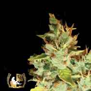 Lady Sativa Genetics Seeds Aphasia Haze