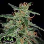 TGA Subcool Seeds Apollo-13 BX