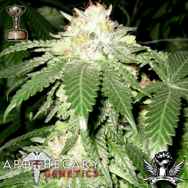 Apothecary Genetics Seeds 98 Bubba Kush