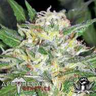 Apothecary Genetics Seeds Afgan OG