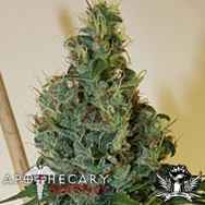 Apothecary Genetics Seeds Congo OG