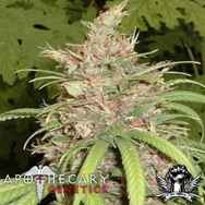 Apothecary Genetics Seeds Congo X Nigerian X Hashplant