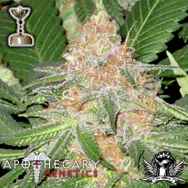 Apothecary Genetics Seeds Cookies OG