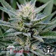 Apothecary Genetics Seeds Durbin OG