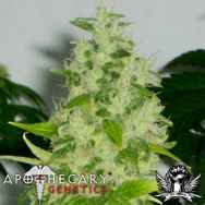 Apothecary Genetics Seeds Kem G