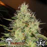 Apothecary Genetics Seeds Lemon Mango OG