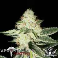 Apothecary Genetics Seeds Louis XIII OG