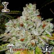 Apothecary Genetics Seeds OG Kush