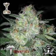 Apothecary Genetics Seeds Platinum OG