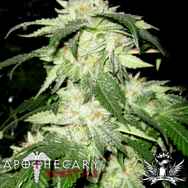 Apothecary Genetics Seeds Regulator OG