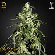 Green House Seeds Arjan's Haze #1