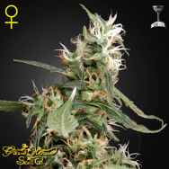 Green House Seeds Arjan's Ultra Haze #1