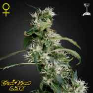 Green House Seeds Mango Haze aka Arjan's Ultra Haze #2