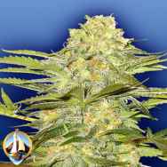 Flying Dutchmen Seeds Arctic Sun