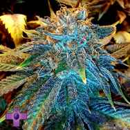 Gage Green Seeds Ascension