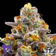 Anesia Seeds Purple Boost Highness