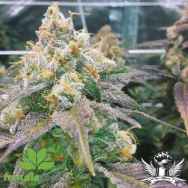 Female Seeds Dream Berry